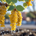 how often to water golden raisin tree albuquerque