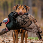 hunting dog killed my7 turkey texas